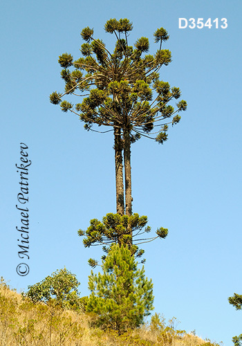 Candelabra Tree (Araucaria angustifolia)